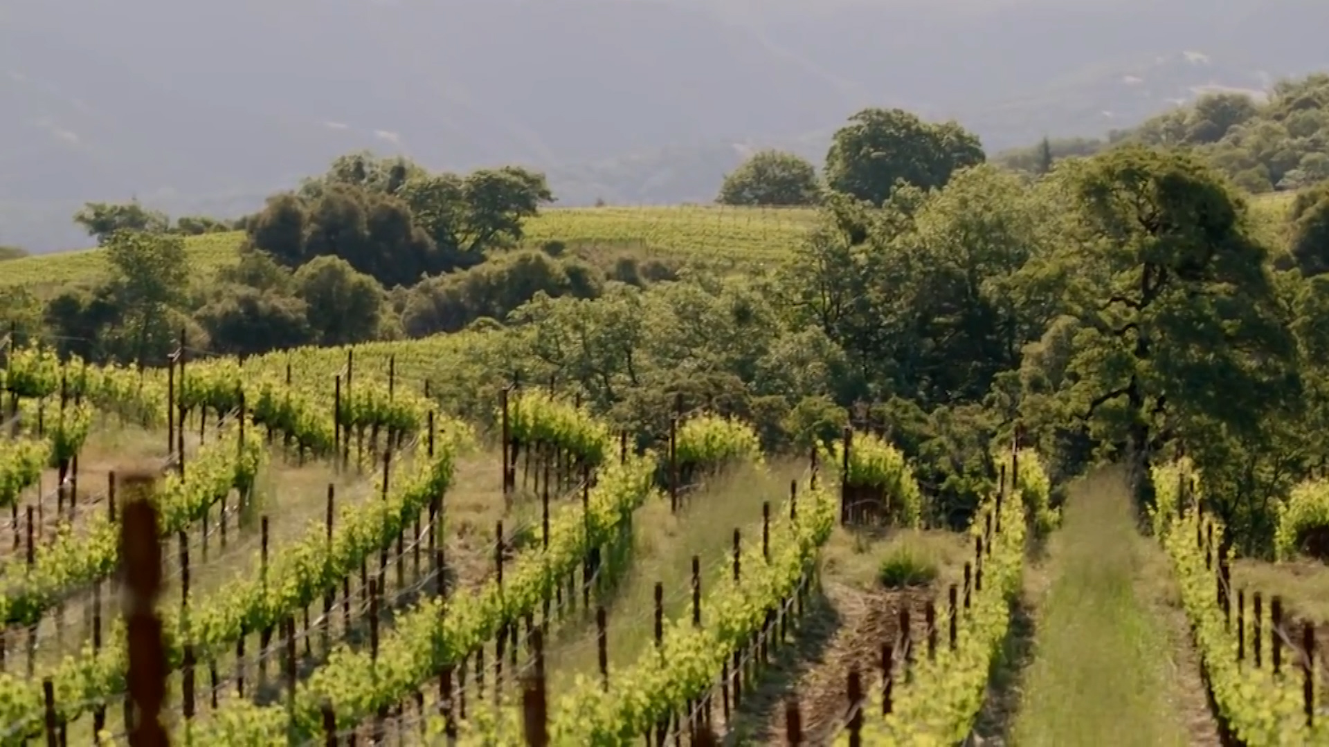 Sustainable Organic WineMaking at Its Best The Balancing Act